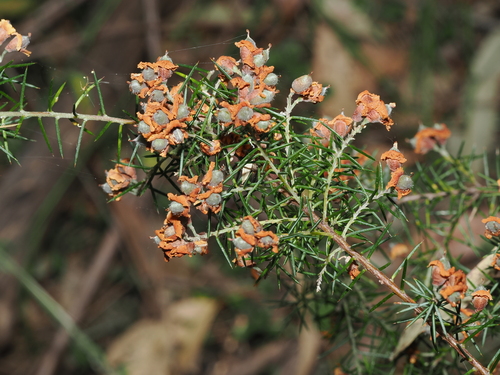 Sieber's parrot-pea (Dillwynia sieberi)