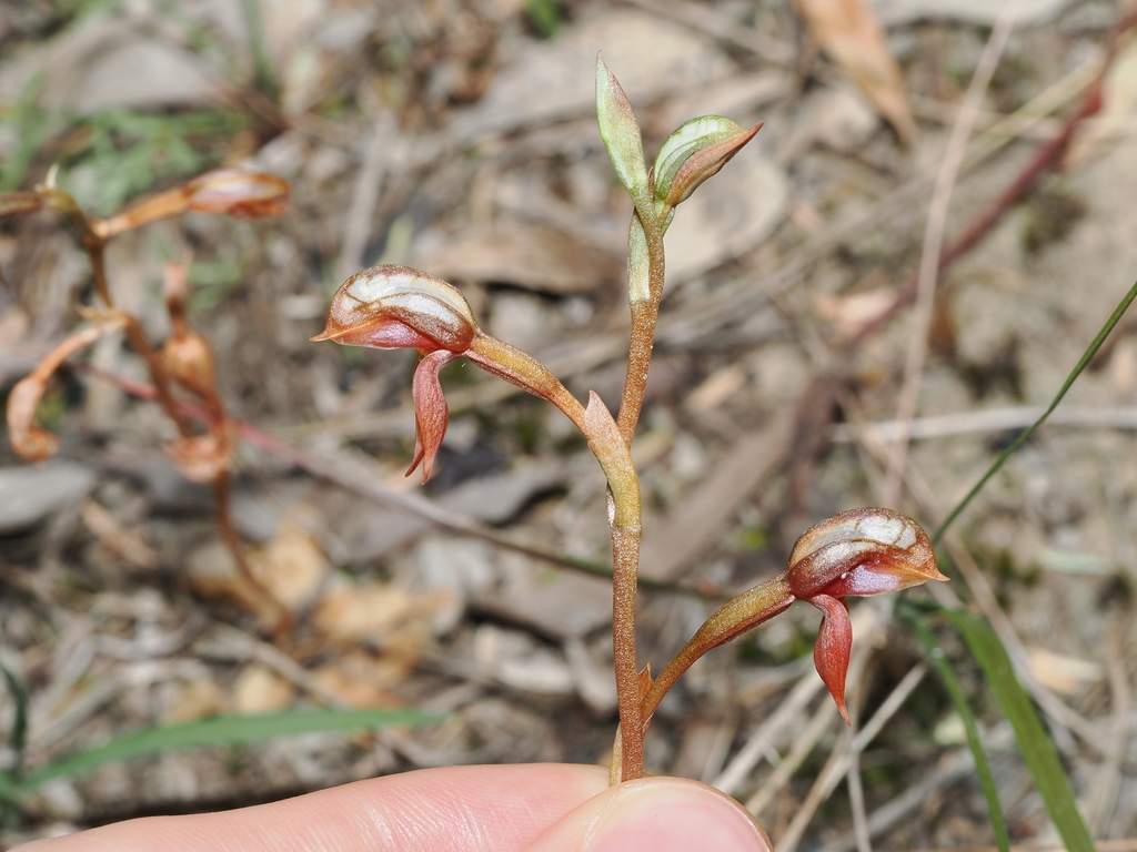Pterostylis rufa