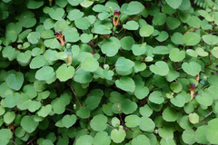 Fuchsia procumbens