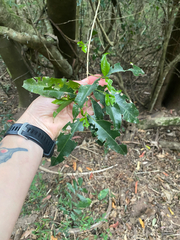 Empogona lanceolata, photograph (c) Sunčana Bradley, some rights reserved (CC BY)