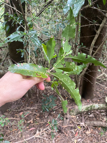 Empogona lanceolata, photograph 2