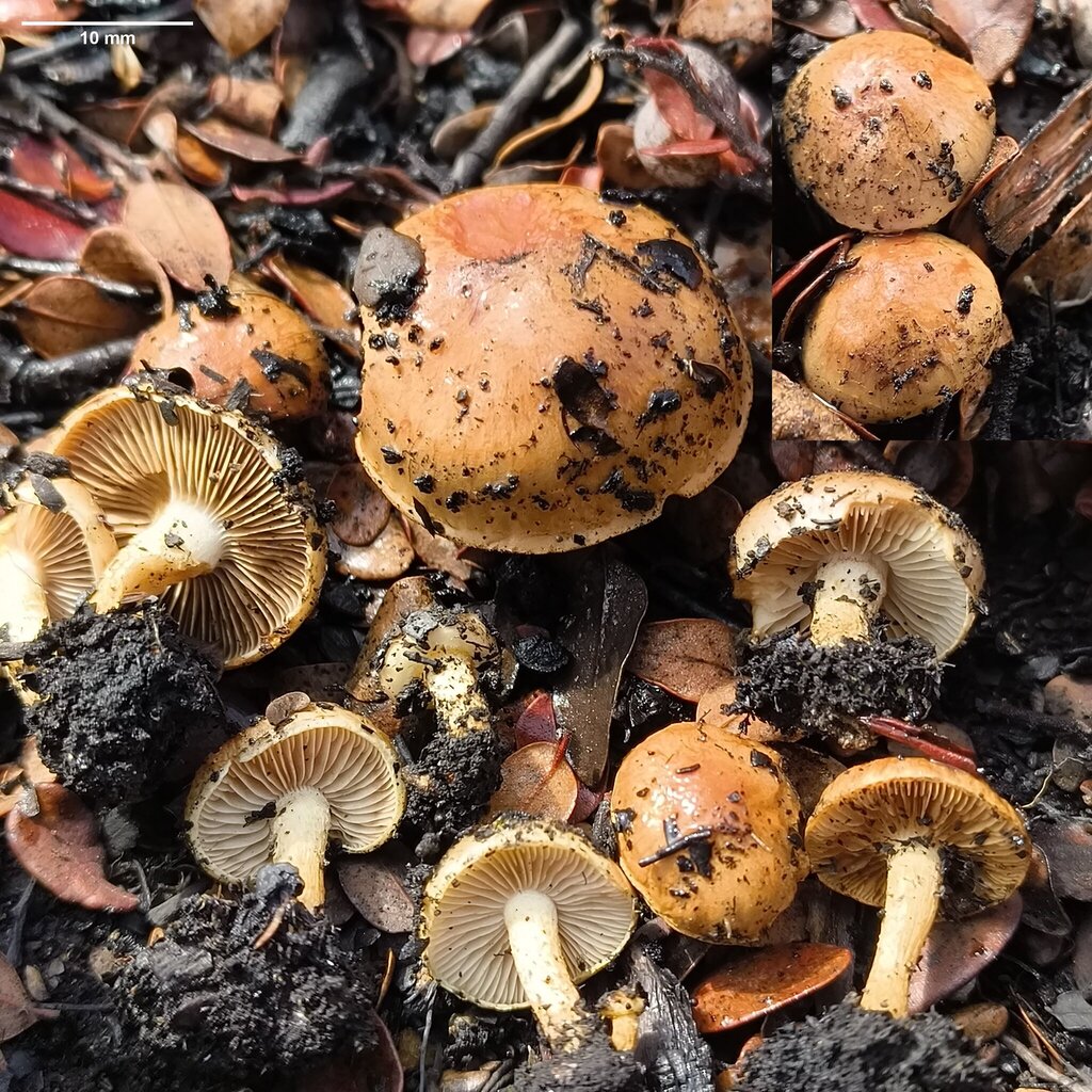 Pholiota highlandensis · October 2025 · photo: © zedt (iNaturalist, cc-by)