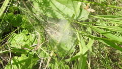 Agelena labyrinthica