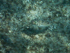 Torquigener flavimaculosus