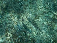 Torquigener flavimaculosus