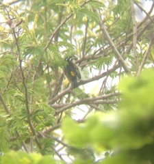 Pogoniulus bilineatus