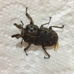 Ryssonotus nebulosus