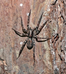 Gladicosa pulchra
