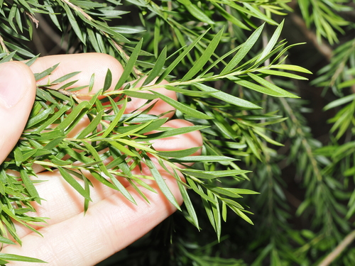 Melaleuca decora, photograph 2