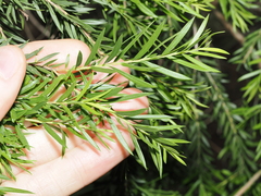 Melaleuca decora, photograph (c) Thomas Mesaglio, some rights reserved (CC BY)