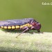 Molomea consolida - Photo (c) Roberto Guller, some rights reserved (CC BY-NC-ND), uploaded by Roberto Guller