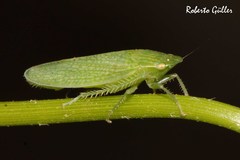 Reticana