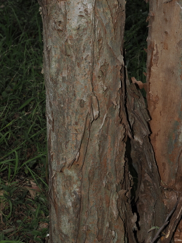 Melaleuca decora