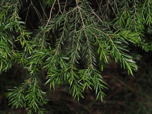 prickly-leaved paperbark (Melaleuca decora)