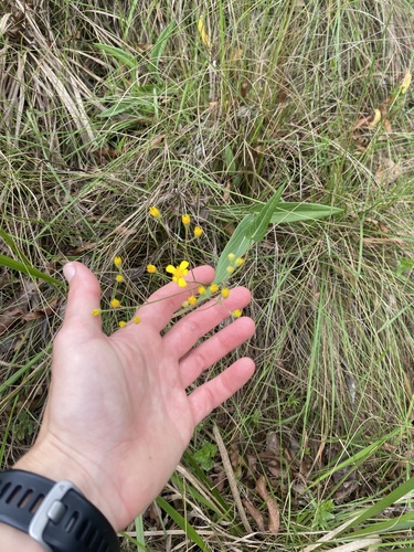 Yellowstar Ragwort (Senecio bupleuroides)