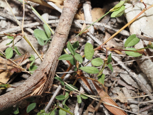 Zornia (Zornia dyctiocarpa)