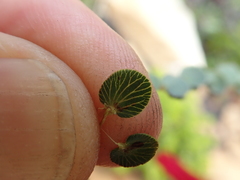 Cliffortia pulchella