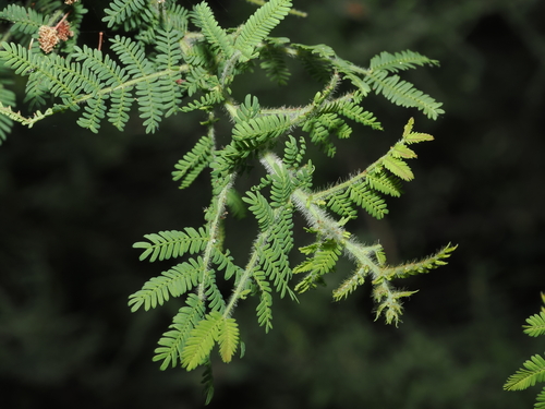 Downy Wattle (Acacia pubescens)