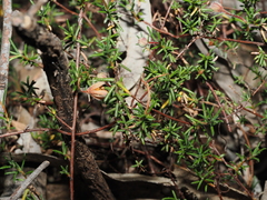 Hibbertia pedunculata, photograph (c) Thomas Mesaglio, some rights reserved (CC BY)