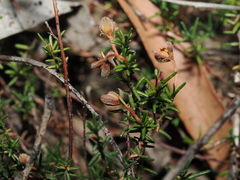 Hibbertia pedunculata