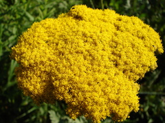 Achillea taygetea