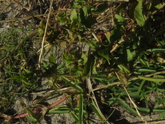 Rumex hypogaeus
