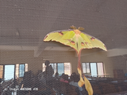 African Moon Moth