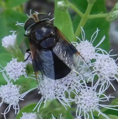 Copestylum purpurascens