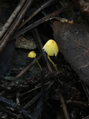Mycena oregonensis