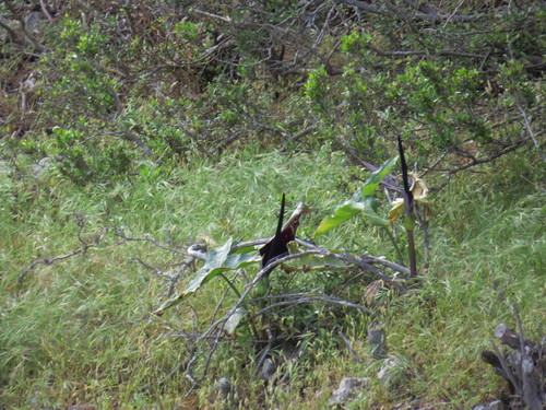 Arum dioscoridis (Arum dioscoridis)