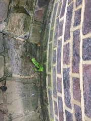 Asplenium scolopendrium scolopendrium