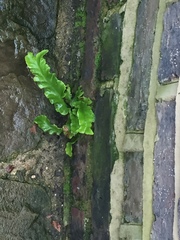Asplenium scolopendrium scolopendrium