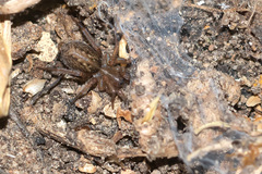 Lycosoides coarctata