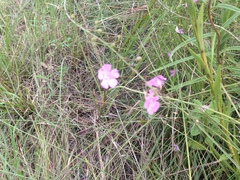 Agalinis oligophylla