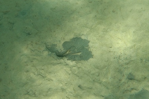 Psilogobius mainlandi observed 2025-10-24