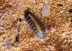 Ischnochiton torri
