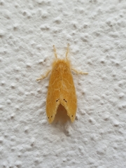 Artaxa guttata