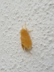 Artaxa guttata
