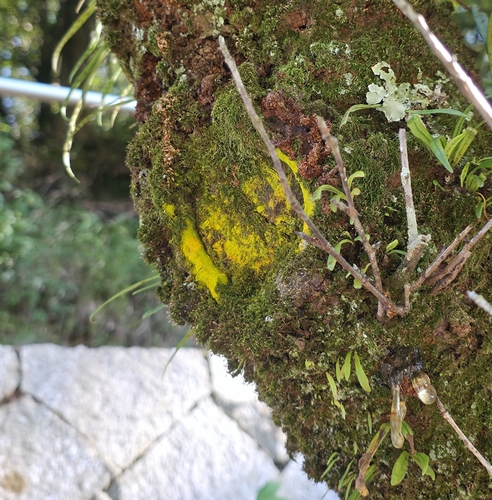 Chrysothrix candelaris