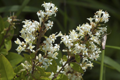 Ligustrum tschonoskii