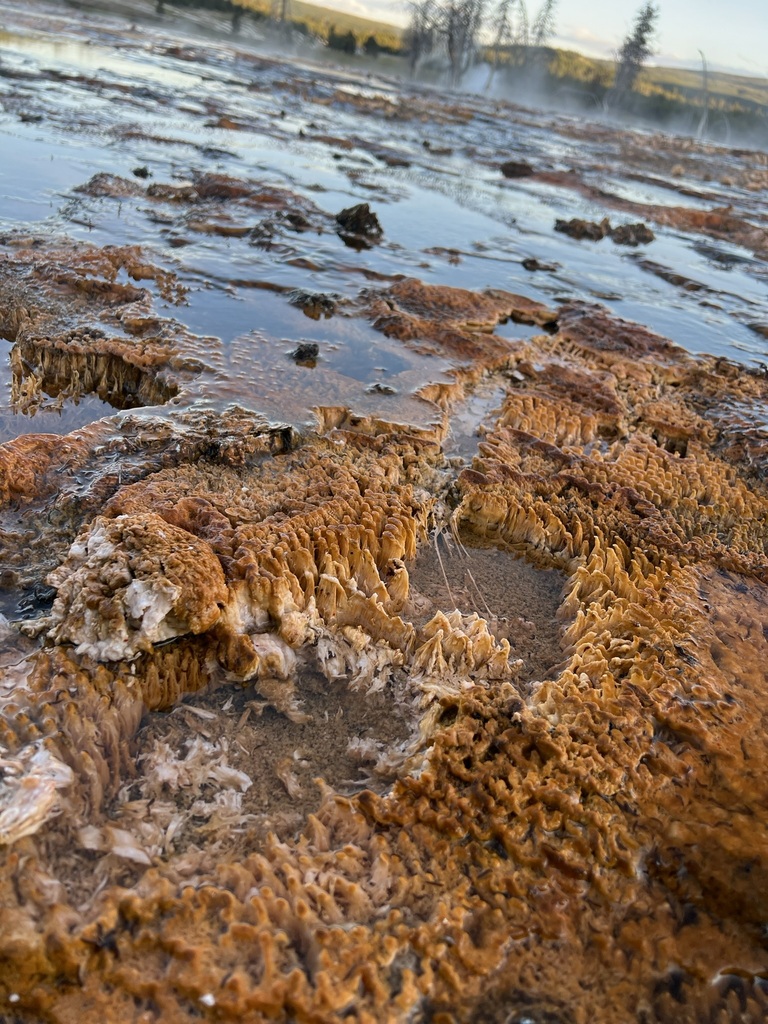 Leptolyngbya laminosa