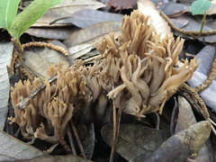 Ramaria acrisiccescens