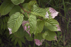 Actinidia kolomikta