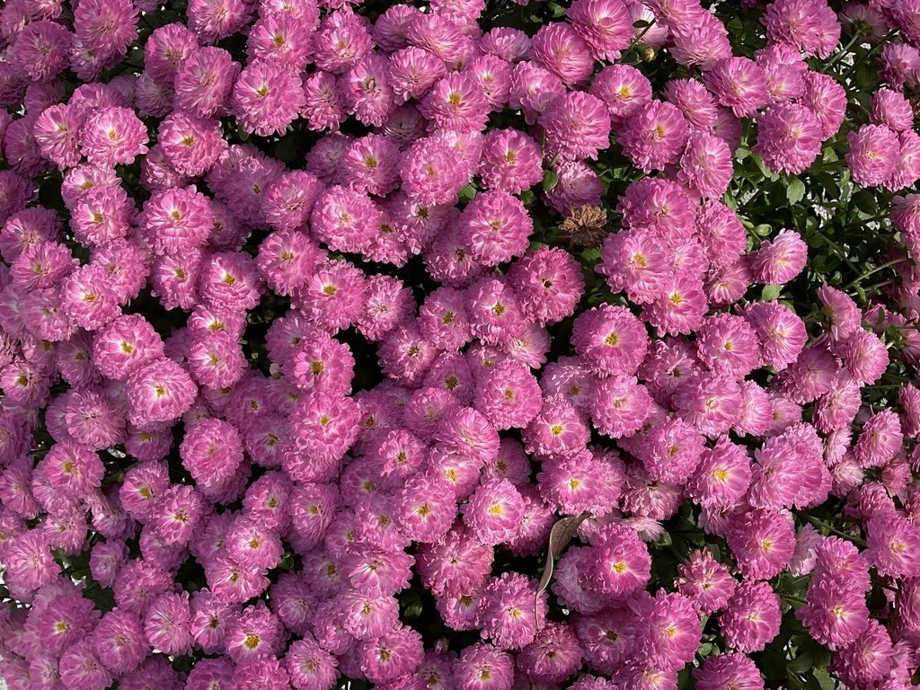 Chrysanthemum × morifolium