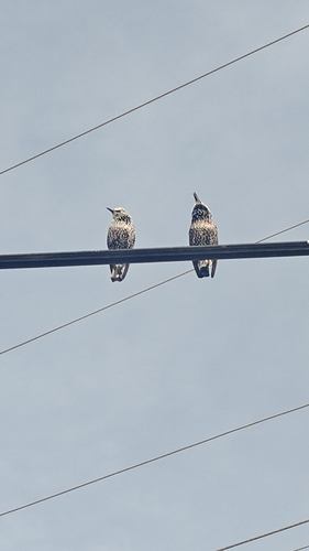 European Starling