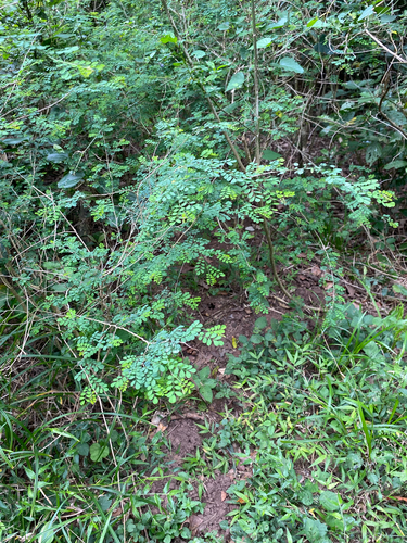Miniflower Indigo (Indigofera sylvicola)