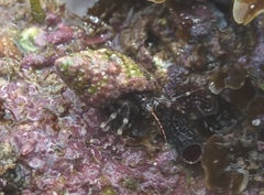 Pagurixus handrecki