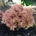 Ramaria botrytoides - Photo (c) Damon Tighe, some rights reserved (CC BY-NC), uploaded by Damon Tighe