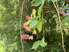 Dolichandra cynanchoides