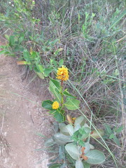 Palicourea rigida